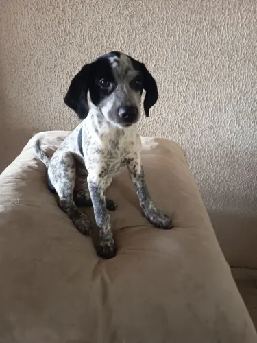 Bebê fêmea de 3 meses para adoção.