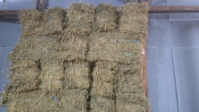 Alfafa em feno 3,00 o kg