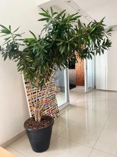 Planta decorativa em vaso preto