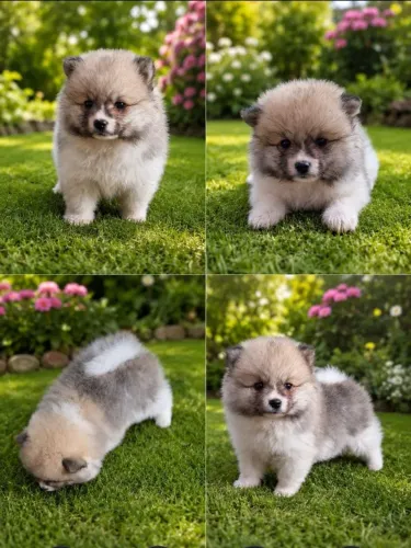 PROMOÇÃO/ LULU DA POMERÂNIA/SPITZ LINDISSIMO