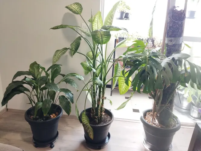 Vasos de plantas