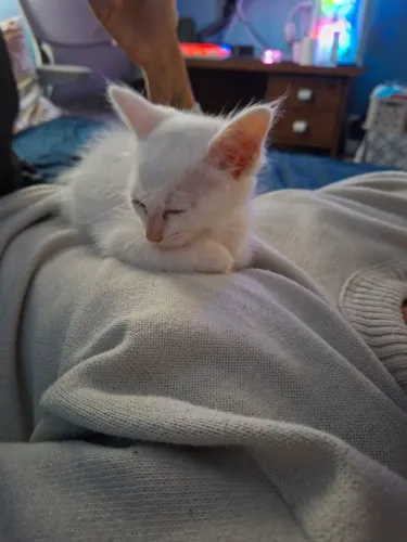 Doação de gato - gatinho branco
