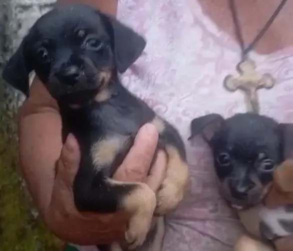 Pinscher vacinas em dia