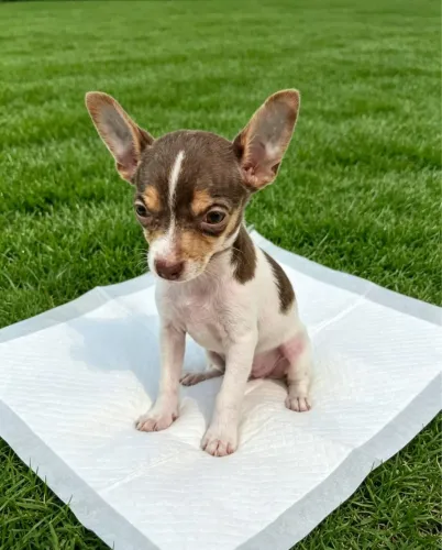 Pinscher Macho  Valor de Oportunidade