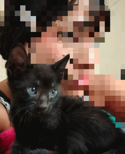Gato