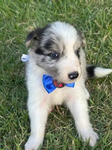 Filhote border collie puro, pelagem blue merle!