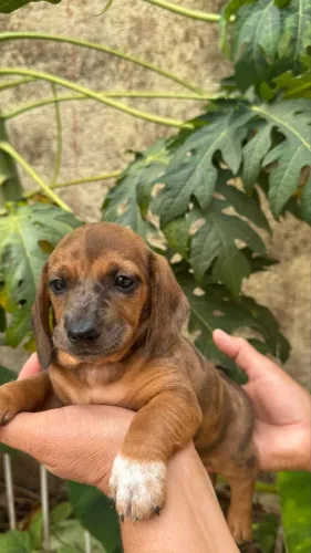Filhotes machos Basset Daschund Alerquim