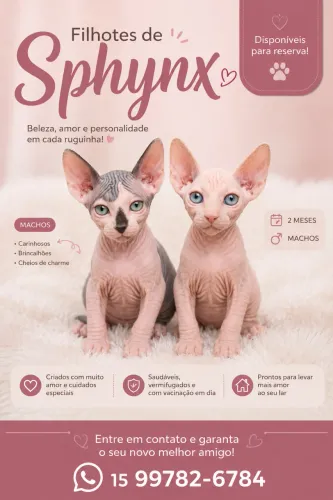 Filhote de Gato Sphynx