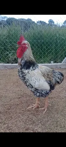 GSB