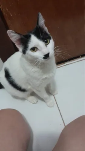 Gata