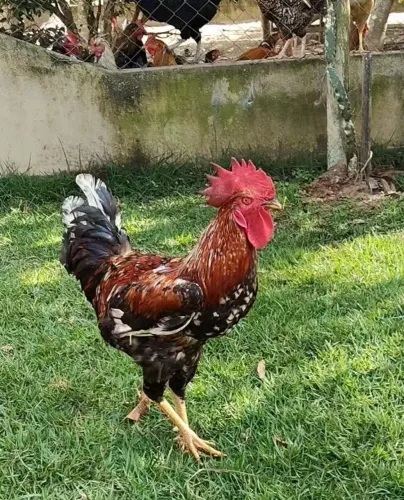 Vendo ou troco.