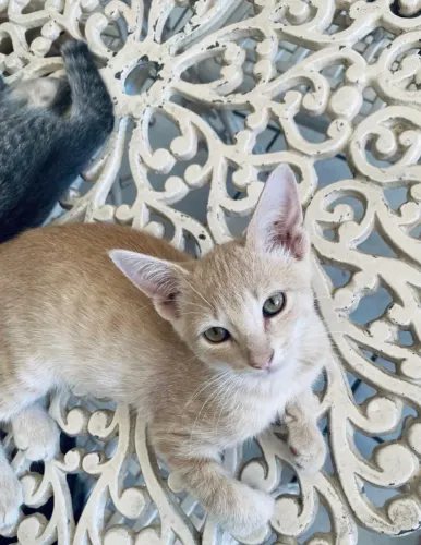 DOAÇÃO DE GATINHOS FILHOTES