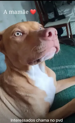 Filhotes de Pitbull disponíveis - Caruaru/PE