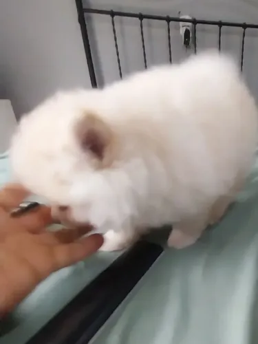 Spitz Alemão Anão Branco Neve