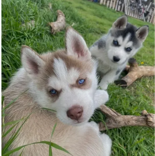 Husky siberiano muito ativo