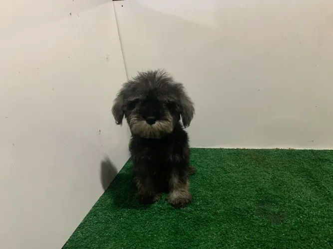 Schnauzer Miniatura Fêmea 