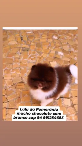 Lulu da Pomerânia macho chocolate ? com branco olhos claros machinho