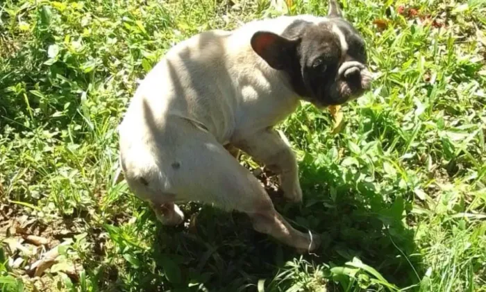 Bull dog francês fêmea 2 anos