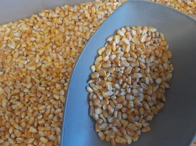 Milho e Demais Produtos Agricolas direto da Fazenda