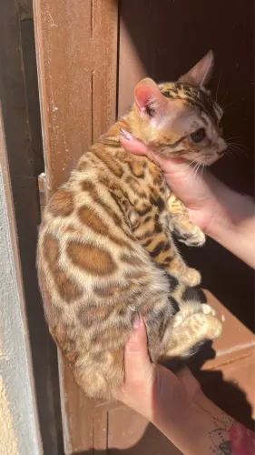 Filhotes de gato bengal - ler descritivo 