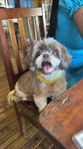 Shih tzu macho para cruzar