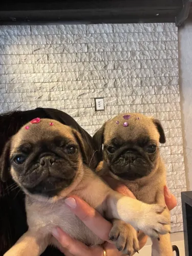 Pug 