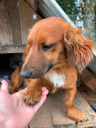 Dachshund 