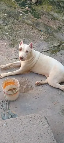 Doação Pitbull, Leia a descrição!! 