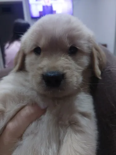 Filhotes MACHOS de Golden Retriever