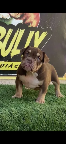 American bully micro exótico !