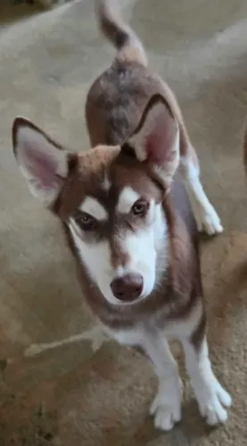 LINDO FILHOTE PURO DE HUSKY SIBERIANO