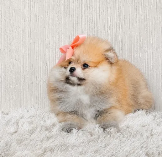 Fêmea de lulu da Pomerânia anão ursinho micro com pedigree!