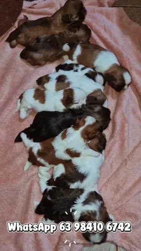 Lindos filhotes de ShihTzu 