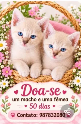 Gatos filhotes