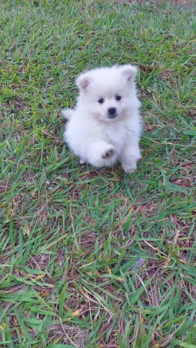 Spitz Alemão 