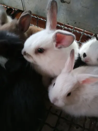 Vendo filhotes de coelhos