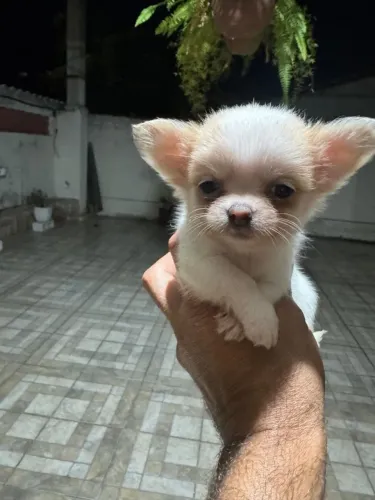 CHIHUAHUA MACHO BRANCO E CREME 50 DIAS PEDIGREE CABEÇA PERFEITA