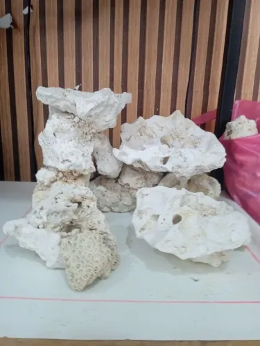 Layout aquário marinho