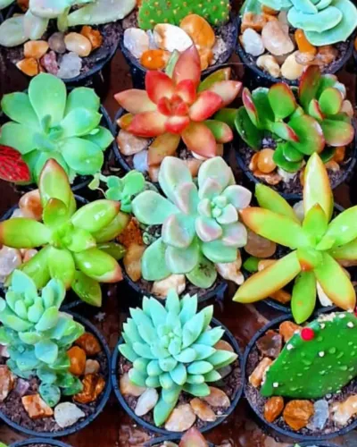 Suculentas diversas - kit c/ 6 suculentas sortidas por R$ 30,00 - Unidade R$ 8,00.