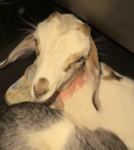 Temos cabras filhotes na mamadeira