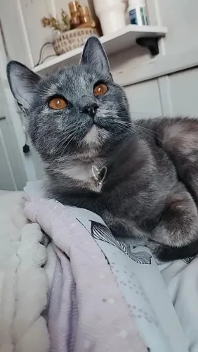 Gata fêmea procura por um namorado que seja da raça angorá ou persa.