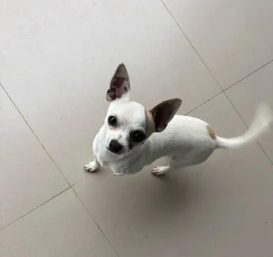 Chiuaua
