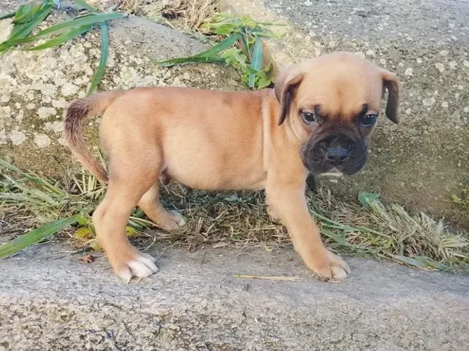 Filhote de boxer