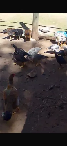 Galinha galo franguinho pintinhos 