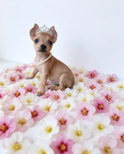 Pinscher Fêmea Mini de Companhia