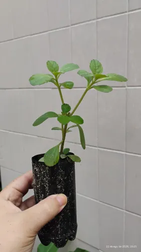 Muda de boldinho, Plectranthus ornatus