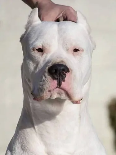 Dogo Argentino para cobertura 800,00 