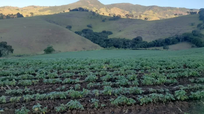 Sítio 19 Hectares com Terra Roxa e Topografia Suave em Virgínia/MG