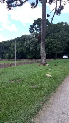 Chácara São José dos Pinhais