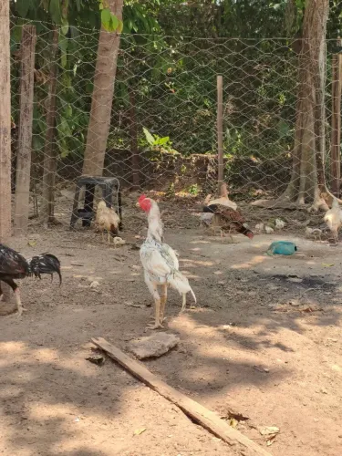 Frango galo